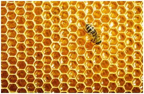 Natural honeycomb structure illustrating the lightweight honeycomb panel concept
